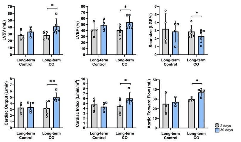 Functional readouts — LVEF, scar, cardiac index